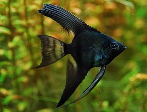 BLACK ANGEL