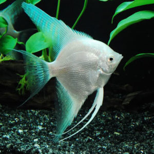 BLUE RICHIK ANGEL