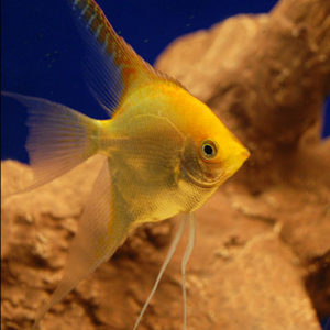 GOLDEN ANGEL
