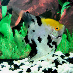 TRICOLOR ANGEL