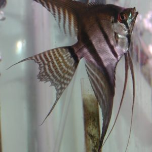 VEILTAIL BLACK AND WHITE ANGEL