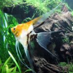 VEILTAIL TRICOLOR ANGEL