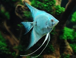 BLUE BLUSHING ANGEL