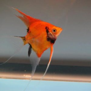 ORANGE KOI ANGEL
