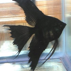 BLACK LACE VEIL ANGEL
