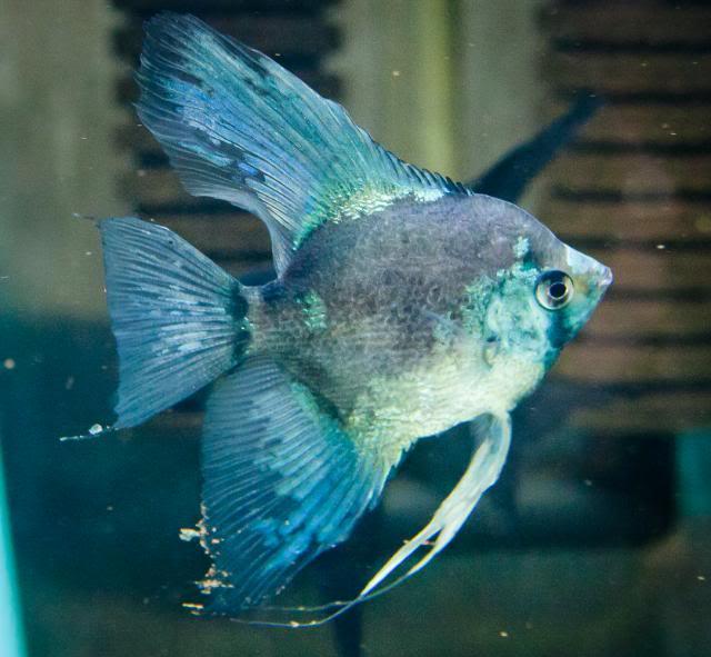 PHILIPPINE BLUE ANGEL