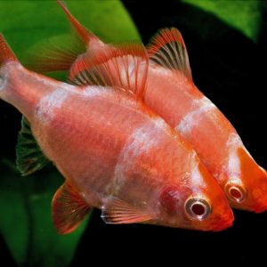 ALBINO TIGER BARB