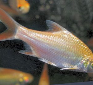 ALBINO TINFOIL BARB