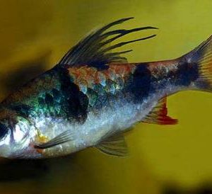 LONG FIN BARB