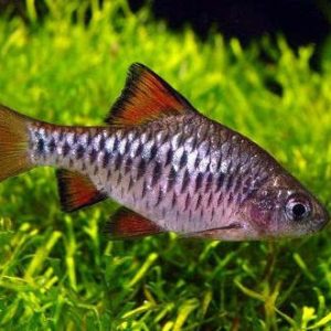 OIGOLEPIS BARB