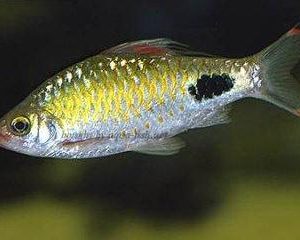 BLACK SPOT BARB