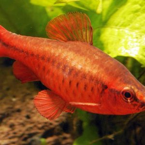 CHERRY BARB