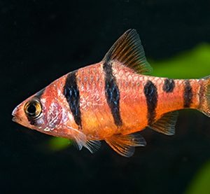 FIVE BANDED BARB