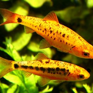 GOLDEN BARB