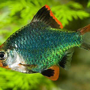 GREEN TIGER BARB