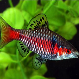 ODESSA BARB