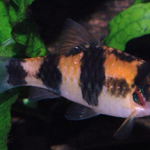 PANDA BARB