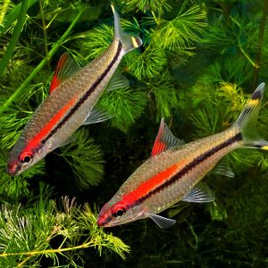 ROSE LINE BARB