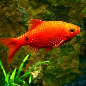 ROSY BARB RED