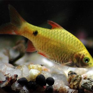 ROSY BARB YELLOW