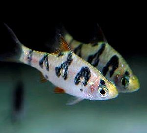 ROUND BANDED CLOWN BARB