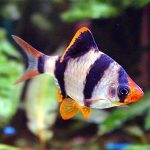 TIGER BARB
