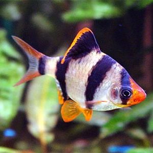TIGER BARB