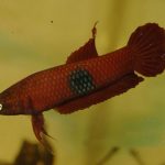 BETTA BROWNORUM