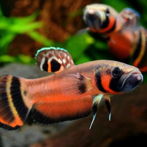 BETTA MACROSTOMA