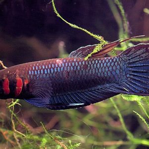 BETTA FOERSCHI