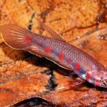 BETTA RUBRA