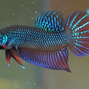 BETTA SMARAGDINA