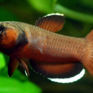 BETTA ALBIMARGINATA