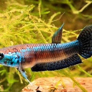BETTA UNIMACULATA