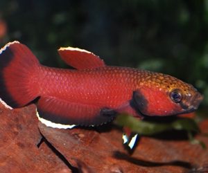 BETTA CHANNOIDES