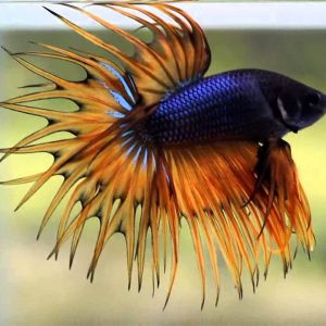 BETTA KING CROWNTAIL