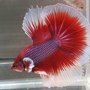 BETTA HALF MOON BUTTERFLY