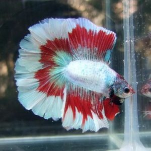 BETTA FULL MOON