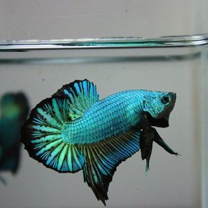 BETTA HALF MOON PLAKAT
