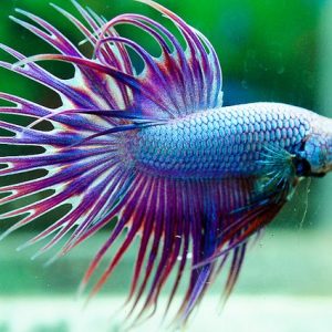 BETTA CROWN TAIL DRAGON