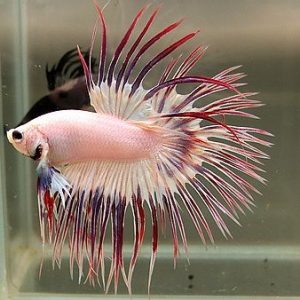 BETTA CROWN TAIL PETCO