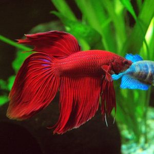 BETTA VEIL TAIL