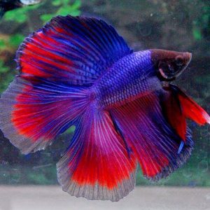 BETTA HALF MOON DOUBLE TAIL