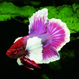 BETTA ELEPHANT EAR