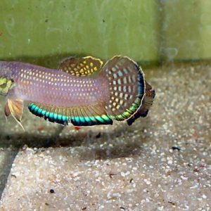 BETTA ENISAE