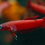 BETTA RUTILANS