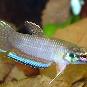 BETTA TAENIATA