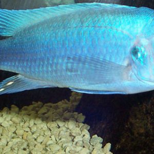 ALBINO COBALT ZEBRA