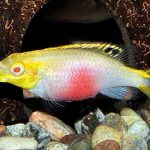 ALBINO KRIBENSIS
