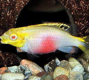 ALBINO KRIBENSIS